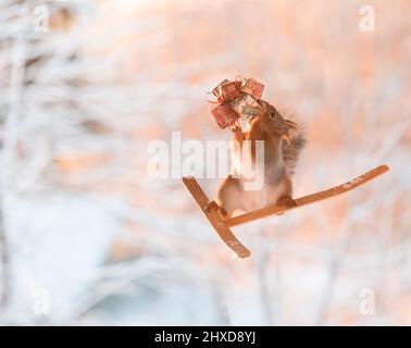 Rotes Eichhörnchen steht auf Skiern mit Geschenken Stockfoto