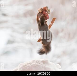 Rotes Eichhörnchen steht auf Skiern mit Geschenken Stockfoto