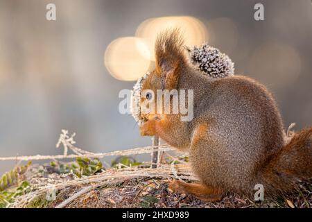 Eichhörnchen steht vor Distelköpfen mit Eis Stockfoto