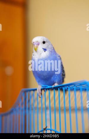 Blauer Vogel, der auf einem blauen Käfig in der Halle steht Stockfoto