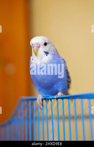Blauer Vogel, der auf einem blauen Käfig in der Halle steht Stockfoto
