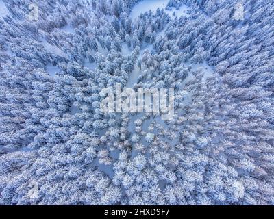 Europa, Italien, Venetien, Provinz Belluno, Dolomiten, Erhöhter Blick auf einen Nadelwald nach einem Schneefall Stockfoto