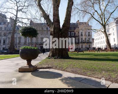 London, Greater London, England, März 08 2022: Großer Baum- und Blumentopf im Zentrum des Berkeley Square mit Grundstücken und roten Telefonzellen dahinter. Stockfoto