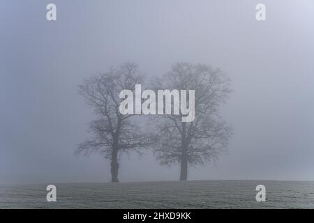 Deutschland, Bayern, Oberbayern, Pfaffenwinkel, Penzberg, Bezirk Sankt Johannisrain, Eichen im Nebel Stockfoto