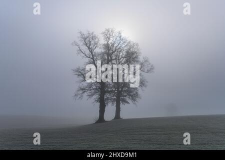 Deutschland, Bayern, Oberbayern, Pfaffenwinkel, Penzberg, Bezirk Sankt Johannisrain, Eichen im Nebel Stockfoto