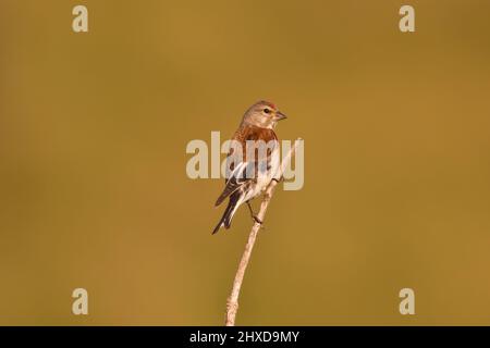 Ein männlicher gewöhnlicher Linnet, der auf einem Bramble-Zweig thront, nahm Cuckmere HAVEN, Sussex, Großbritannien, ein Stockfoto