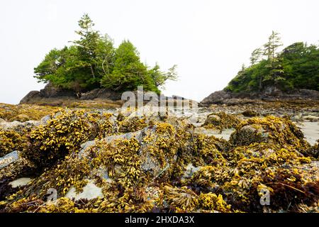 Kelp wächst auf Felsen am Mackenzie Beach, Tofino, Vancouver Island, British Columbia, Kanada Stockfoto