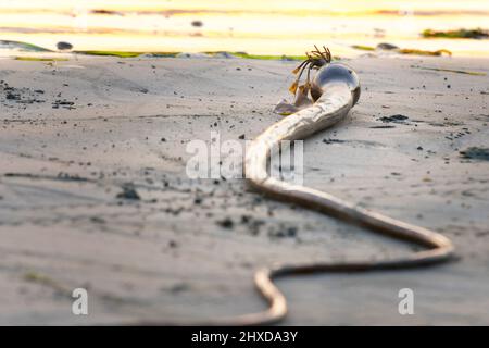 Bull Kelp am Strand, Pacific Rim National Park, British Columbia, Kanada Stockfoto