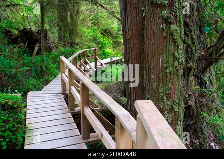 Holzweg durch Regenwald, Regenwald Trail, Pacific Rim National Park, Vancouver Island, British Stockfoto