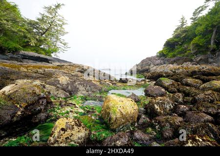 Kelp wächst auf Felsen am Mackenzie Beach, Tofino, Vancouver Island, British Columbia, Kanada Stockfoto