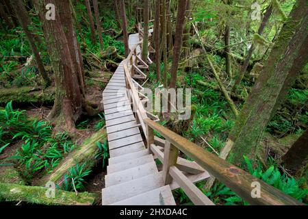 Holzweg durch Regenwald, Regenwald Trail, Pacific Rim National Park, Vancouver Island, British Stockfoto