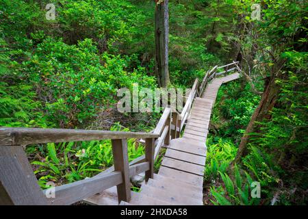 Holzweg durch Regenwald, Regenwald Trail, Pacific Rim National Park, Vancouver Island, British Stockfoto