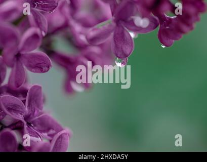 Fliederblüten Äste auf grünem Hintergrund Stockfoto