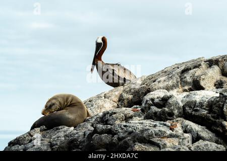 Foto eines Galapagos-Seelöwen, brauner Pelikan und Sally Lightfoot-Krabben, die auf Felsen ruhen; Post Office Bay, Isla Floreana, Galapagos-Inseln, Ecua Stockfoto