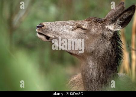 Rotwild am Ende des Winters Stockfoto