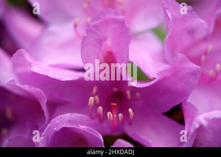 Lila Rhododendronblüte, Nahaufnahme, Deutschland Stockfoto