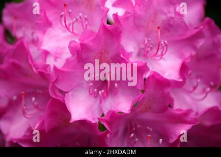 Lila Rhododendronblüte, Nahaufnahme, Deutschland Stockfoto