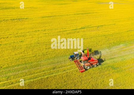 Luftaufnahme Der Ländlichen Landschaft. Mähdrescher Und Traktor Arbeiten Zusammen Im Feld. Ernte Von Ölsaaten Im Frühjahr. Landwirtschaftliche Maschinen Stockfoto