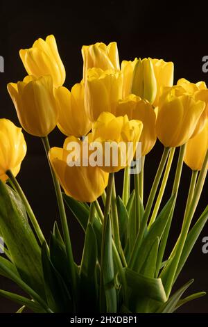 Gelbe Tulpe auf schwarzem Hintergrund, Stillleben Stockfoto