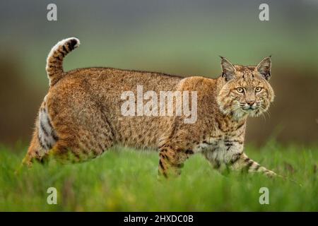 Bobcat auf der Jagd Stockfoto