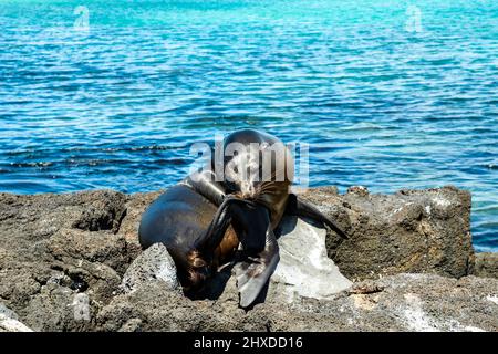 Foto eines Galapagos-Seelöwen (Zalophus wollebaeki) in der Post Office Bay, Isla Floreana, Gal‡pagos Islands, Ecuador. Stockfoto