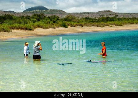 Touristen spielen mit einem Seelöwen in der Post Office Bay, Isla Floreana, Galapagos Islands, Ecuador. Stockfoto