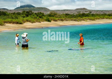 Touristen spielen mit einem Seelöwen in der Post Office Bay, Isla Floreana, Galapagos Islands, Ecuador. Stockfoto