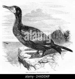 Gravur des großen Kormorans (Phalacrocorax carbo), um 1880 Stockfoto