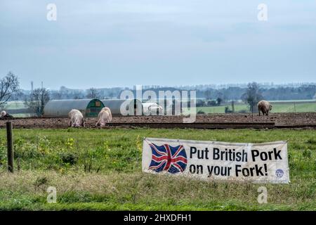 Ein Banner der National Pig Association mit der Aufschrift „Britisches Schwein auf der Gabel“ wird auf einer Schweinehaltung von Norfolk vor einem Schweinepark angezeigt. Stockfoto