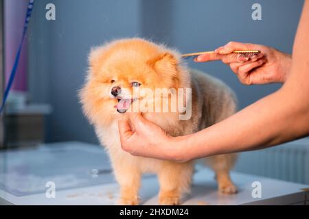 Pommersche kleine niedliche Welpen Hund rasiert Stockfoto