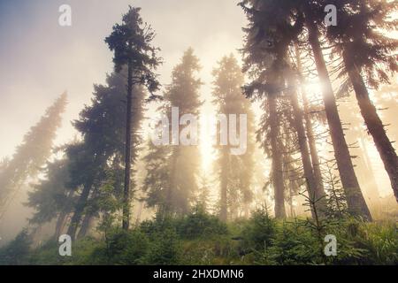 Sonnenlicht im grünen Wald am frühen Morgen. Karpaten, Ukraine, Europa. Beauty-Welt. Stockfoto