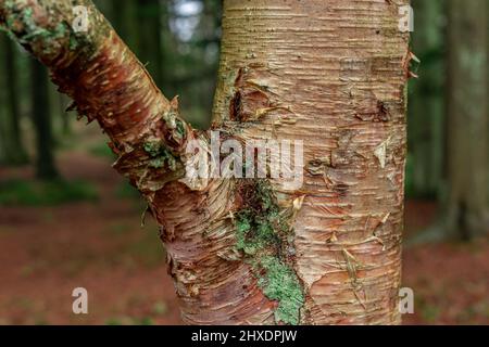 Stamm der Erman-Birke Betula ermanii Stockfoto