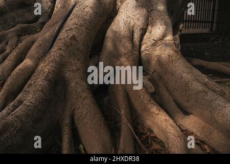 Der Stamm und die großen Wurzeln der Bäume breiten sich in den Tropen schön aus. Stockfoto