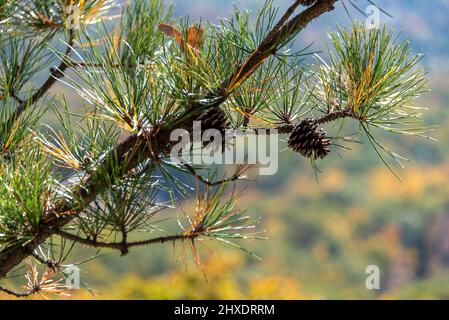 Details der Fallfolliage, die beim Klettern an den Gunks festgehalten wurde Stockfoto