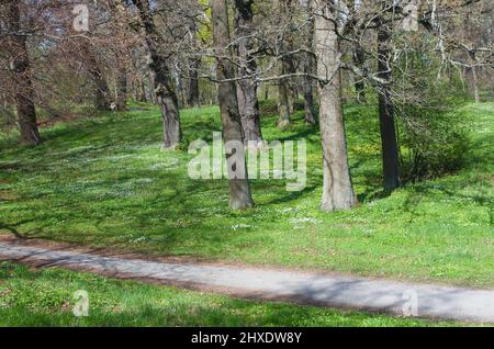 Waldlichtung mit Laubbäumen und vielen Blumen, die im Frühling auf dem grünen Boden zwischen den Bäumen in Schweden wachsen. Stockfoto