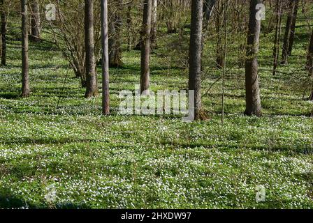 Schwedische Waldlandschaft mit blühenden weißen Holzanemonen auf dem Boden im Frühjahr. Stockfoto