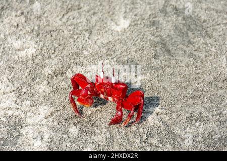 Red Rock Sea Süßwasserkrabbe an der Küste des Sandy Beach Sea Stockfoto