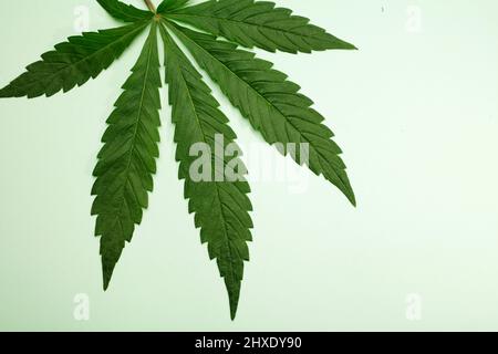 Marihuana-Blatt, isoliert auf grünem Hintergrund Stockfoto