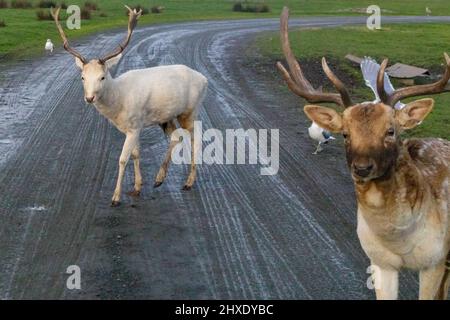 Kleine Rentiere, die im milden nordwestlichen Pazifik-Winter auf schlammigen Straßen wandern Stockfoto