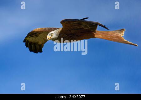 Rotmilan Milvus Milvus in fliegen Stockfoto
