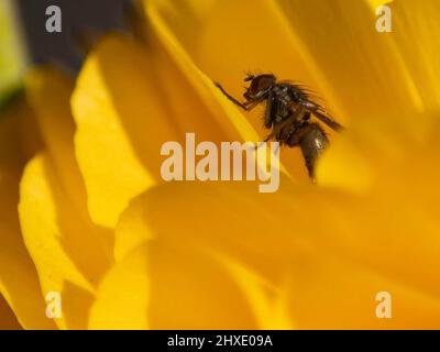 Wespe auf eine gelbe Blume Stockfoto