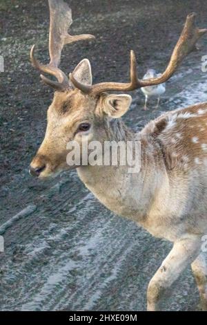 Kleine Rentiere, die im milden nordwestlichen Pazifik-Winter auf schlammigen Straßen wandern Stockfoto