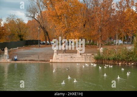 Eine Person, die auf den Stufen des Parkplatzes vor dem Jardin del Parterre sitzt und die Enten am Fluss Tejo in Aranjuez anschaut. Madrid. Spanien, Stockfoto