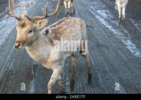 Kleine Rentiere wandern im milden Winter auf schlammigen Straßen Stockfoto