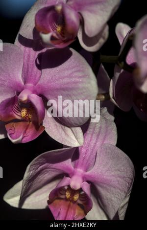 Pink phaenopsis Orchidee in Blüte aus nächster Nähe gesehen Stockfoto