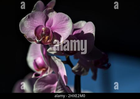Pink phaenopsis Orchidee in Blüte aus nächster Nähe gesehen Stockfoto