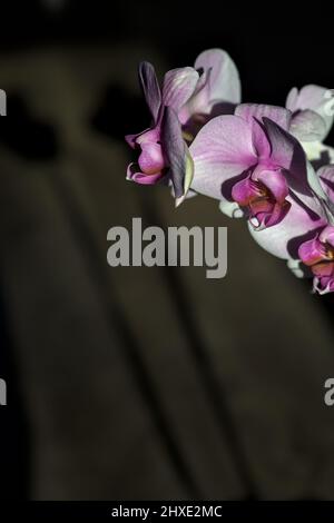 Pink phaenopsis Orchidee in Blüte aus nächster Nähe gesehen Stockfoto