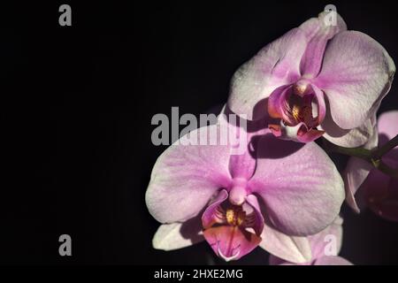 Pink phaenopsis Orchidee in Blüte aus nächster Nähe gesehen Stockfoto