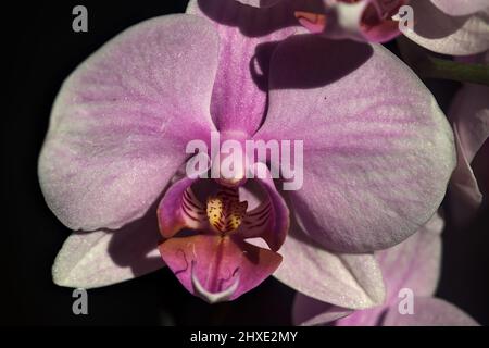 Pink phaenopsis Orchidee in Blüte aus nächster Nähe gesehen Stockfoto