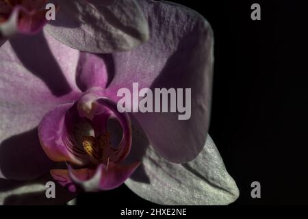 Pink phaenopsis Orchidee in Blüte aus nächster Nähe gesehen Stockfoto